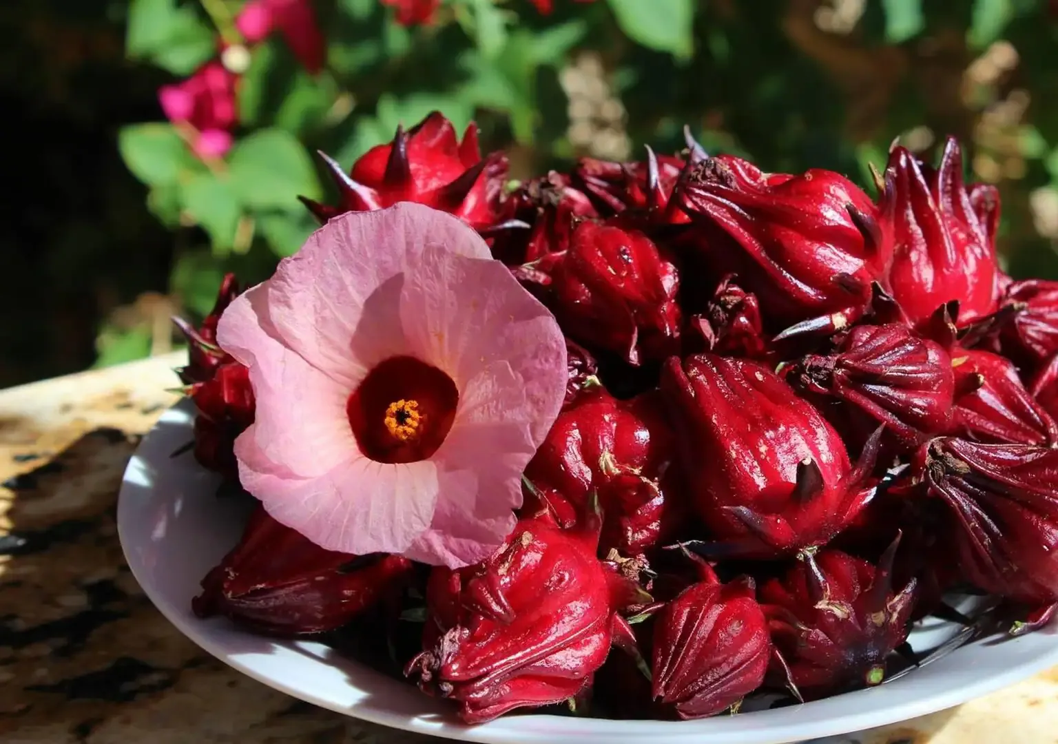 Hibiscus Sabdariffa Flower Extract
